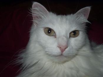 Bild von Shakira