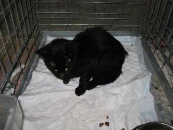 b Bild von Blacky