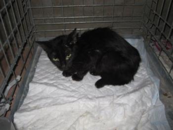 b Bild von Blacky