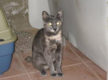 l Bild von Lolita