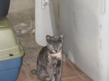 l Bild von Lolita