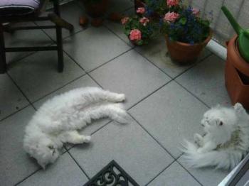 r Bild von Rocky