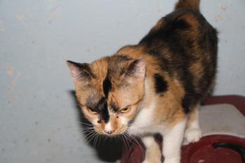 Bild von Sweety - Five