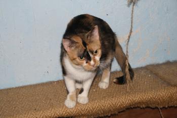 Bild von Sweety - Five