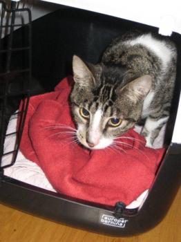 Hemingway Bild von Hemingway