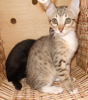 b Bild von Bart