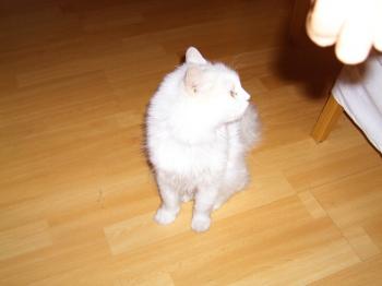 b Bild von Bella