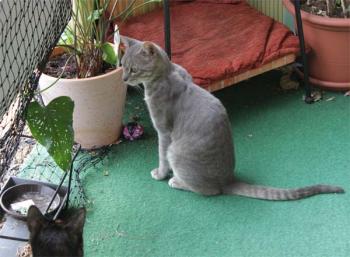 r Bild von Tiger