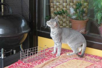 r Bild von Tiger