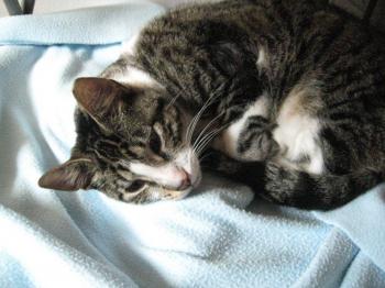 Hemingway Bild von Hemingway