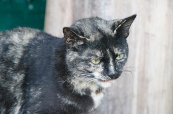 m Bild von Misako