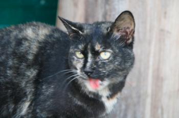 m Bild von Misako