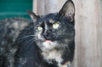 m Bild von Misako