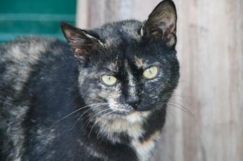 m Bild von Misako