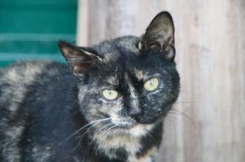 m Bild von Misako