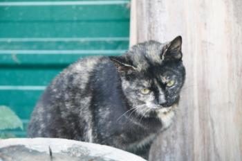 m Bild von Misako