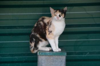 t Bild von Teresita