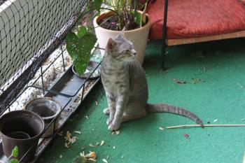 r Bild von Tiger