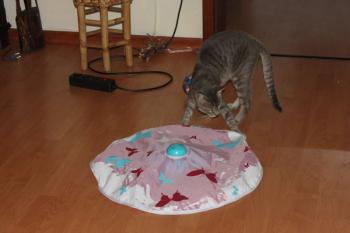 r Bild von Tiger