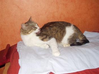 Bild von Nelly
