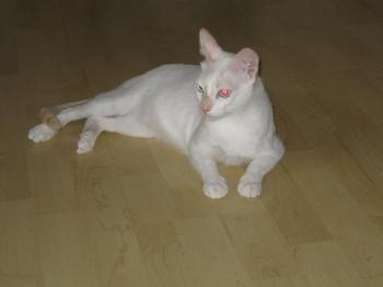 fg Bild von Gorgorito