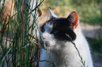 Bild von Ternasco-Ronny
