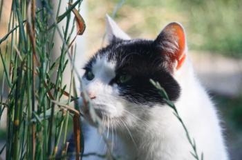 Bild von Ternasco-Ronny