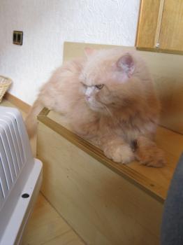 s Bild von Sunny