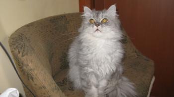 t Bild von Talia