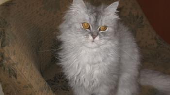 t Bild von Talia