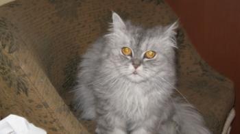 t Bild von Talia