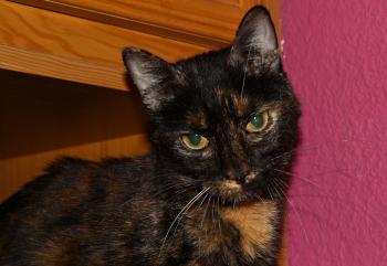 Pana Bild von Pana