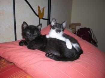 b Bild von Bubu
