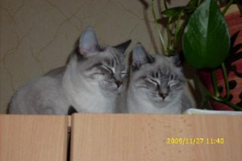 Bild von Chanel
