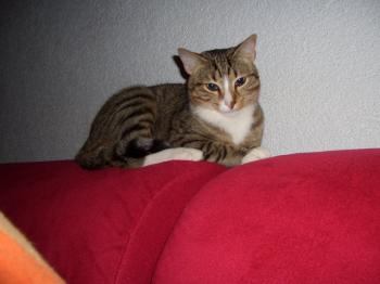 j Bild von Jupiter