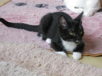b Bild von Bijou