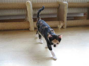 d Bild von Daisy