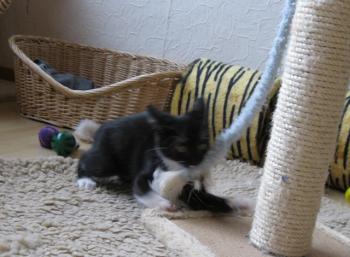 b Bild von Bijou