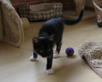 b Bild von Bijou