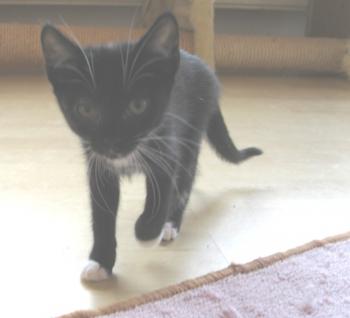 a Bild von Aurora