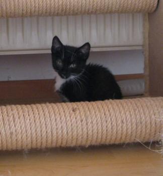 a Bild von Aurora