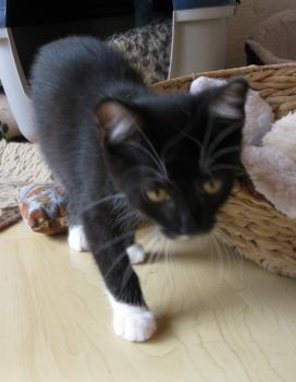 b Bild von Bijou