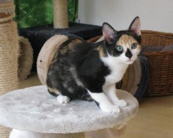d Bild von Daisy