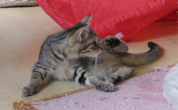 Bild von Betty