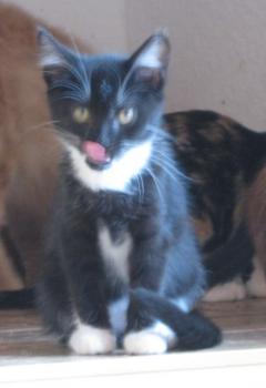 b Bild von Bijou