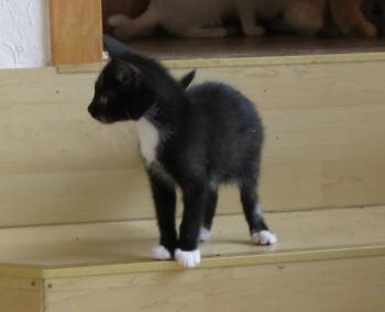b Bild von Bijou