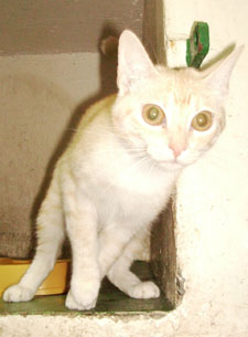 Guapa Bild von Guapa