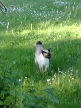 s Bild von Sima
