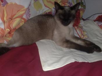 s Bild von Sima