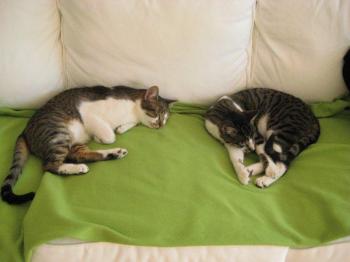 Hemingway Bild von Hemingway